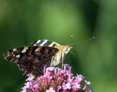 திருச்சி  வண்ணத்துப்பூச்சி பூங்கா இன்று திறந்திருக்கும்!