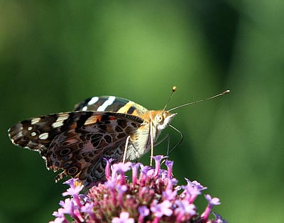 திருச்சி  வண்ணத்துப்பூச்சி பூங்கா இன்று திறந்திருக்கும்!