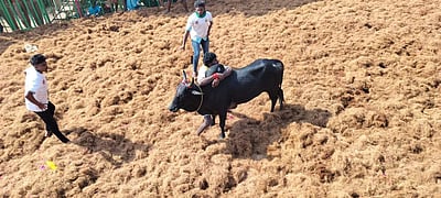 வன்னியன் விடுதியில் ஜல்லிக்கட்டு: சீறிப்பாய்ந்த காளைகள்