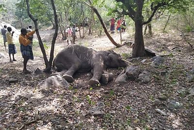 பென்னாகரம் வனப்பகுதியில் ஆண் யானை உயிரிழப்பு!