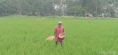 பிந்தும் பிசானப் பட்டமும் பிறழும் பயறு சாகுபடியும்