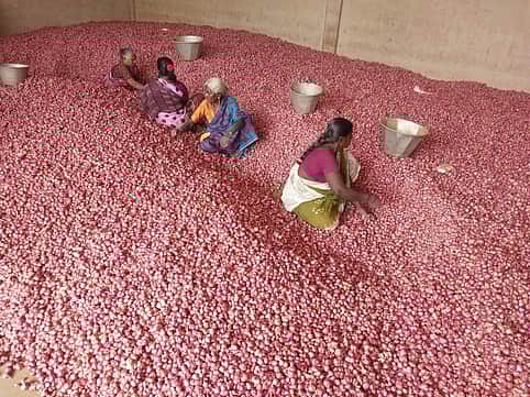 வரத்து அதிகரிப்பால் சின்ன வெங்காயம் விலை வீழ்ச்சி!