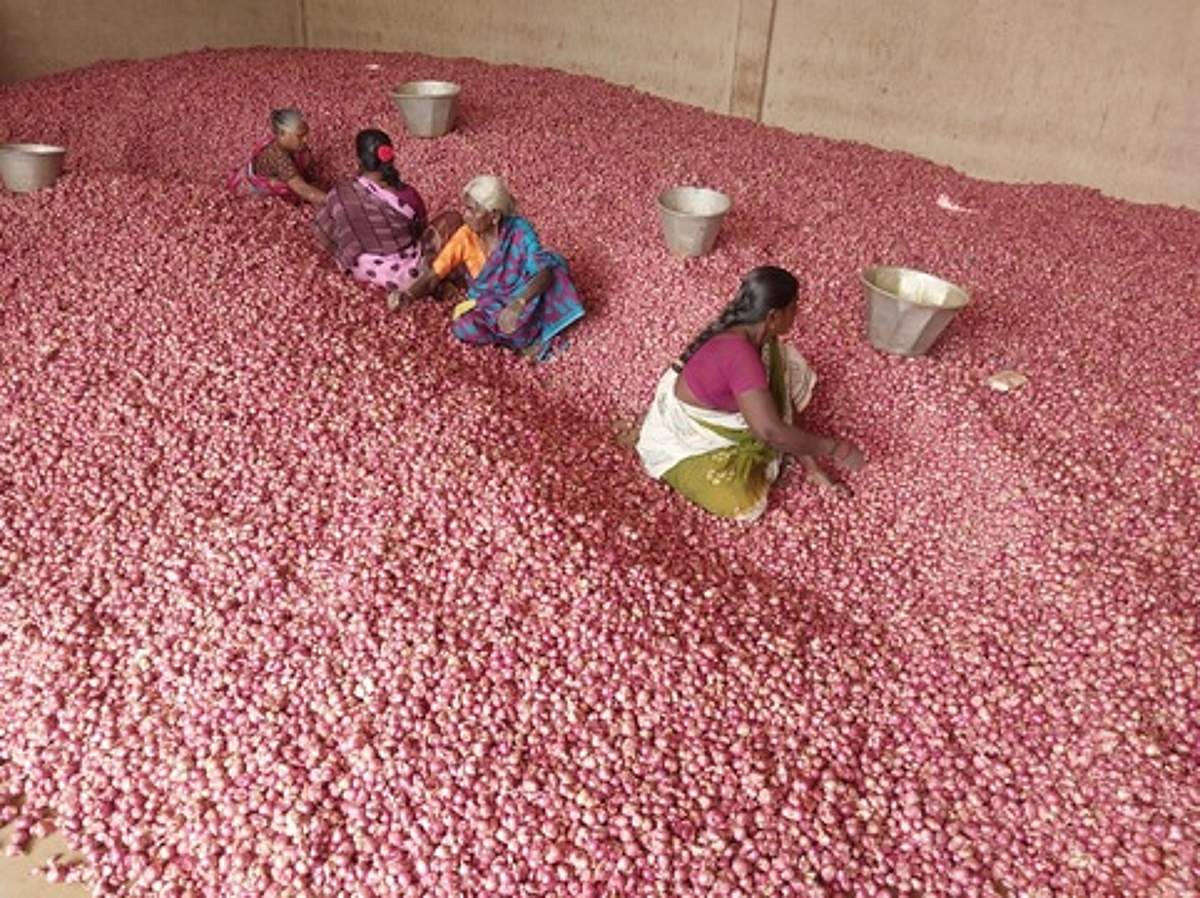 வரத்து அதிகரிப்பால் சின்ன வெங்காயம் விலை வீழ்ச்சி!