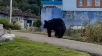 கேரளத்தில் வீடு புகுந்து சர்க்கரை திருடிய கரடி!