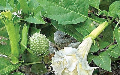 ஆயுள் காக்கும் ஆயுர்வேதம்: தும்மலை அடக்கியதால் வந்த ஆபத்து நீங்க..?