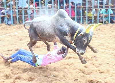 மதுரை அவனியாபுரம் ஜல்லிக்கட்டு: மாவட்ட நிர்வாகம் முக்கிய அறிவிப்பு