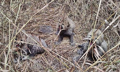 குனோ தேசியப் பூங்காவில் பிறந்த மூன்று சிவிங்கிப் புலிக் குட்டிகள்!