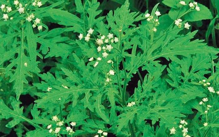 ஆபத்தாகும் அந்நிய தாவரங்கள்  