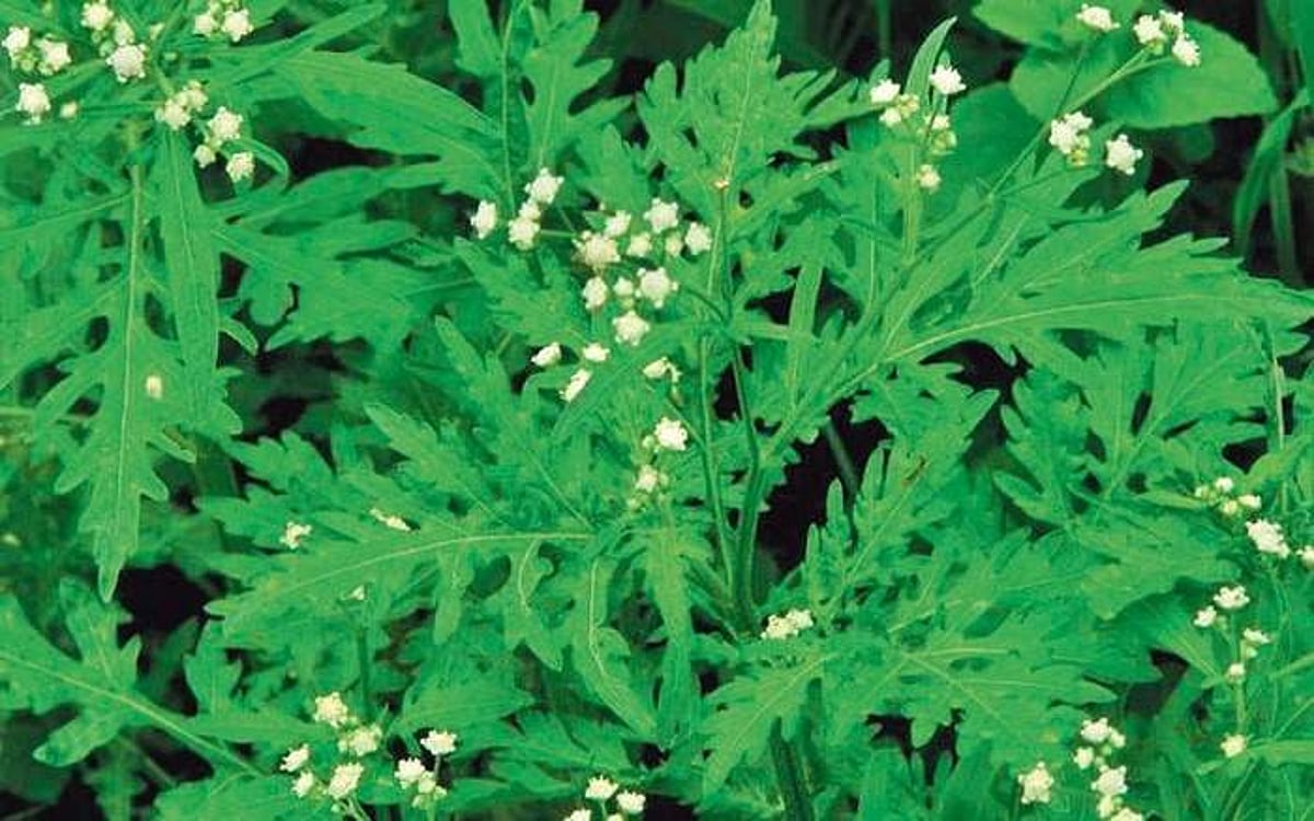 ஆபத்தாகும் அந்நிய தாவரங்கள்