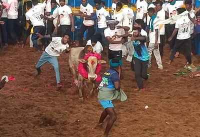 தச்சன்குறிச்சி ஜல்லிக்கட்டு: சீறிப் பாயும் காளைகள் (படங்கள்)