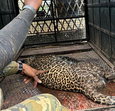 3 வயது குழந்தையைக் கொன்ற சிறுத்தை வண்டலூரில் அடைப்பு!