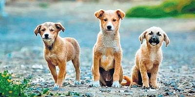 தென் கொரியாவில் நாய்க் கறி உண்ணத் தடை!