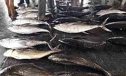 தூத்துக்குடியில் மீன்கள் விலை உயா்வு