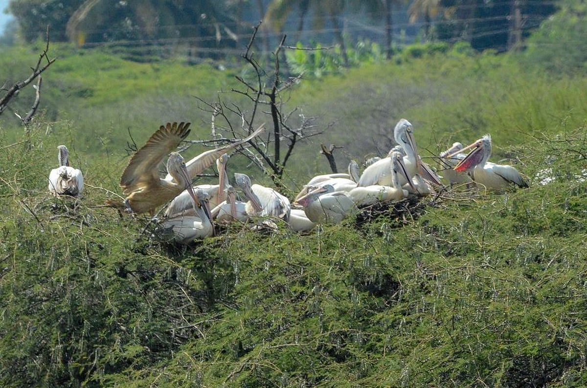 7 ஆண்டுகளாக பேருந்து வசதியில்லாத பறவைகள் கிராமம்!