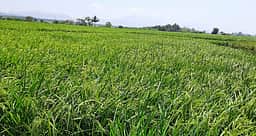 விவசாயிகளுக்குத் தனி அடையாள எண் பதிவு செய்ய மே 30 கடைசி நாள்