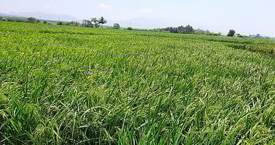 பயிா்களில் ஊட்டச்சத்து குறைபாடு: கண்டறியும் வழிமுறைகள் அறிவிப்பு