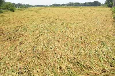 600 லட்சம் டன் நெல் அரசு கொள்முதல்!