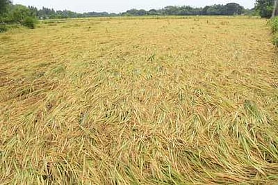 600 லட்சம் டன் நெல் அரசு கொள்முதல்!