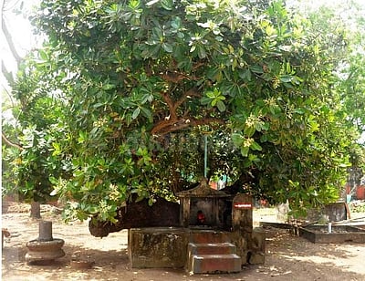 வீட்டில் எந்தெந்த மரங்களை வைக்கலாம், எதை வைக்கக்கூடாது?