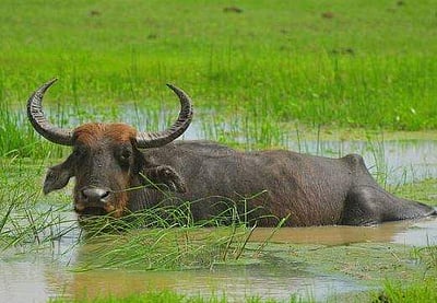 இரவு பகலாக எருமை மாடுகளைப் பராமரிக்கிறோம்!: காவல்துறையினர்