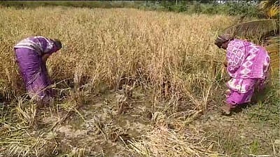 நஷ்டப்பட்ட விவசாயிக்கு இயற்கை செய்த உதவி.. நடவு செய்யாத நிலத்தில் 50 மூட்டை அரிசி!