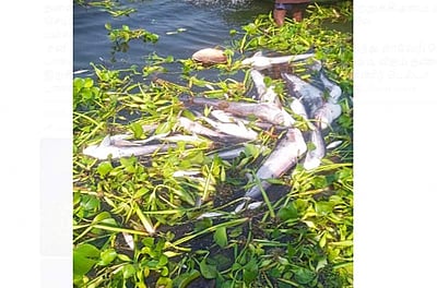 காவிரி ஆற்றில் செத்து மிதக்கும் மீன்கள்: பொதுமக்கள் அச்சம்