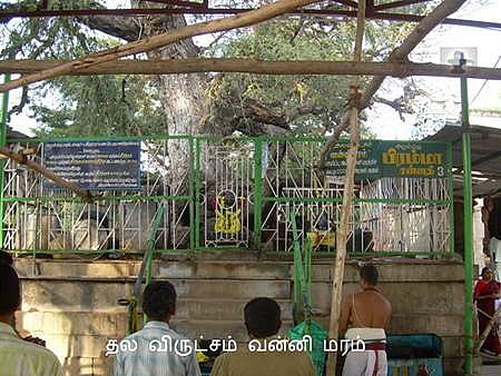 தலவிருட்சம் வன்னி மரம்