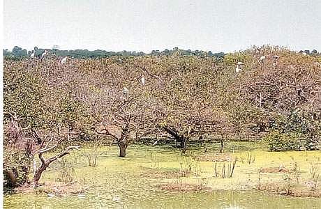 வேடந்தாங்கல் ஏரியில் போதிய நீரின்றி காய்ந்த நிலையில் உள்ள மரங்கள்.