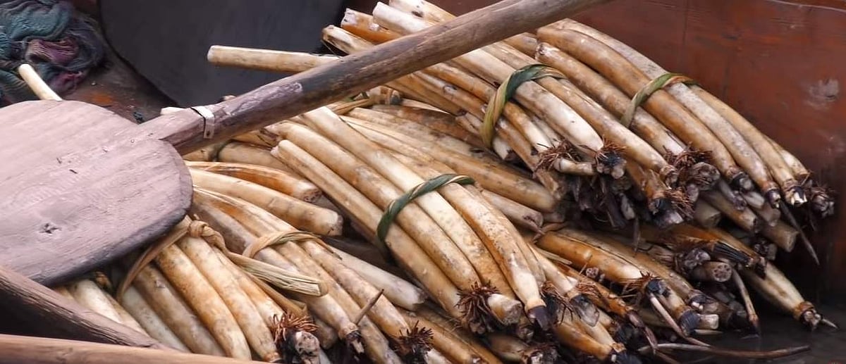 தாமரைத் தண்டு கட்டுகள்..