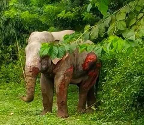 உடல் முழுவதும் ரத்த காயங்களுடன் ரத்தம் சொட்ட சொட்ட யானை