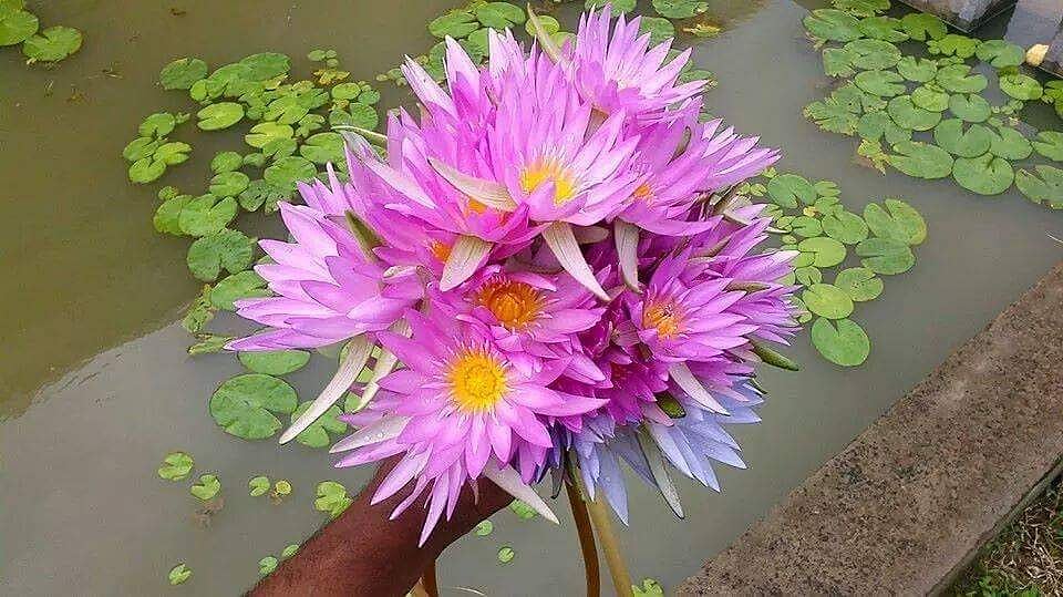 செங்கழுநீர் மலர்