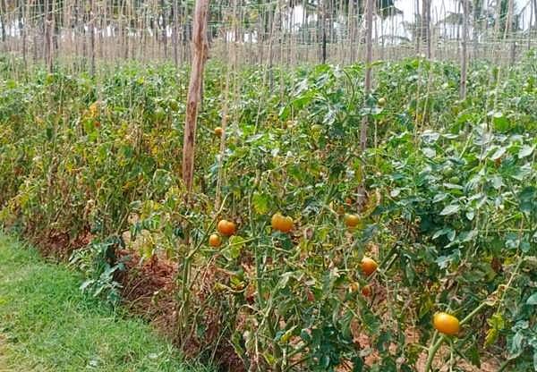 குள்ளம்பட்டி கிராமத்தில் அறுவடை செய்யப்படாததால், நிலத்திலேயே உதிர்ந்து வீணாகும் தக்காளி.