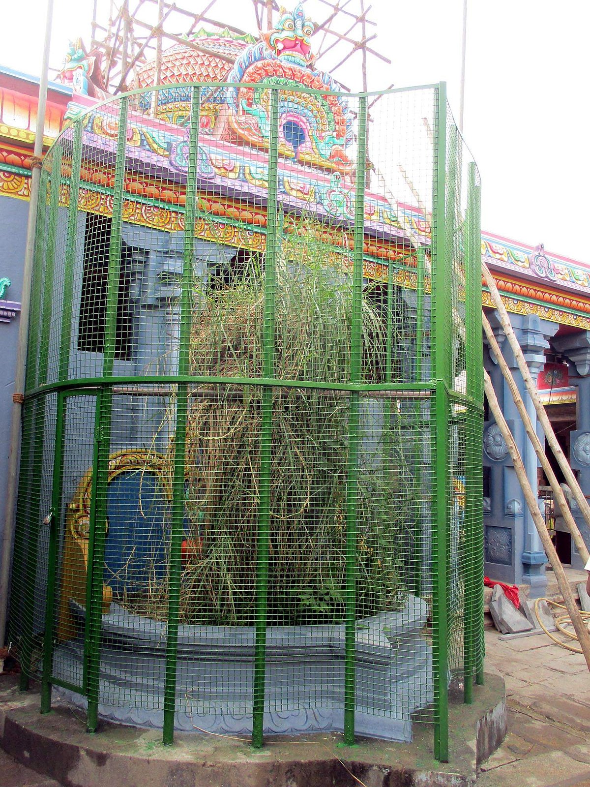 கோயிலின் தல விருட்சமான தர்ப்பை புல்