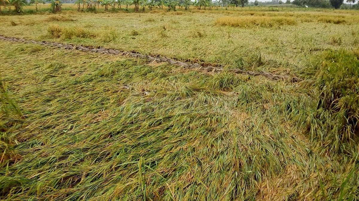 மீண்டும் பெய்து வரும் மழையால் தண்ணீரில் மூழ்கும் சாய்ந்த நெற் பயிர்கள்.