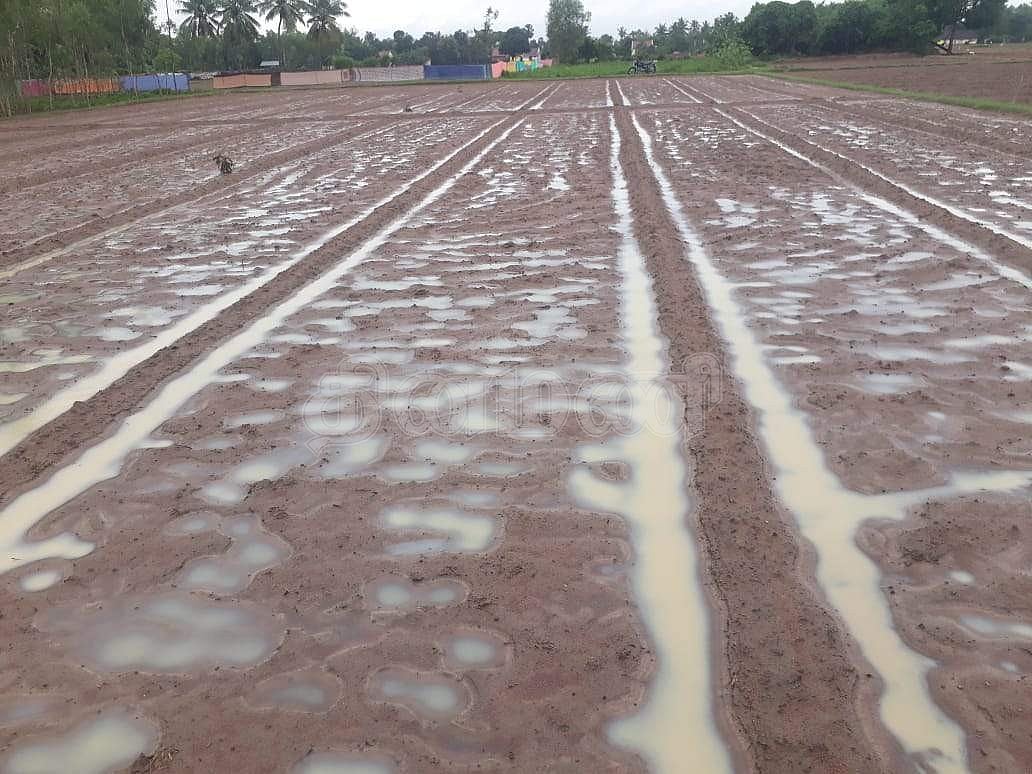  திருவோணம் பகுதியில் தொடர் மழையால் நிலக்கடலை முளைப்புத் திறன் பாதிக்கப்பட்ட வயல்.