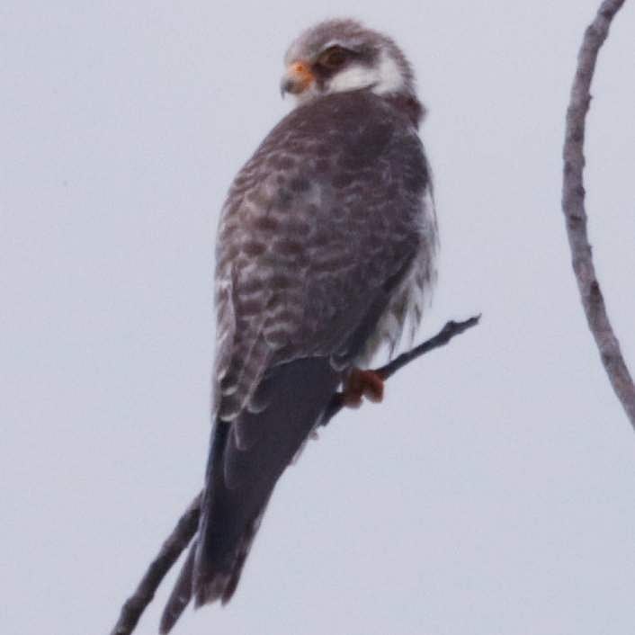 கோடியக்கரையில் காணப்படும் அமுர் பால்கன் பறவை.