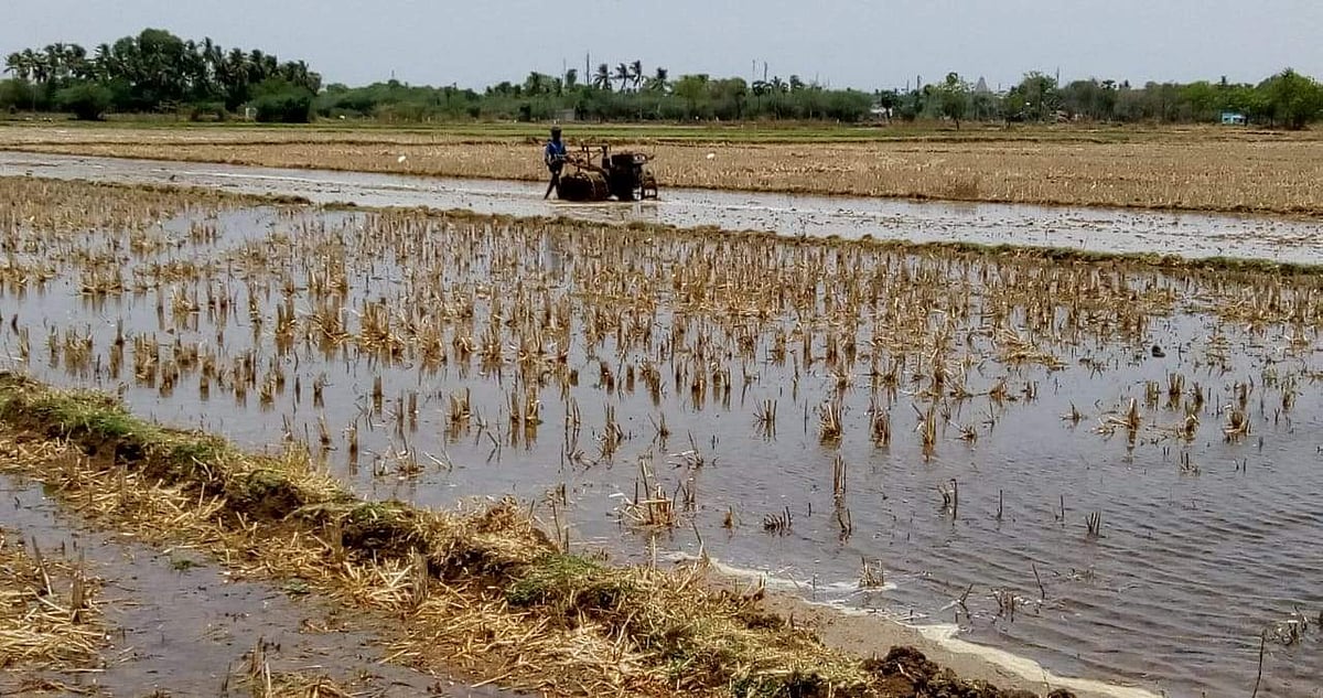 தஞ்சாவூர் அருகே டவுன் கரம்பை பகுதியில் குறுவை சாகுபடிக்காகத் தயாராகி வரும் நாற்றங்கால்.