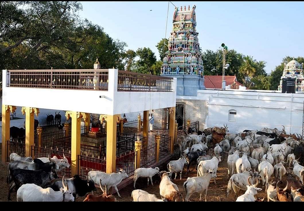 தம்பிரான் தொழு மாடுகள்