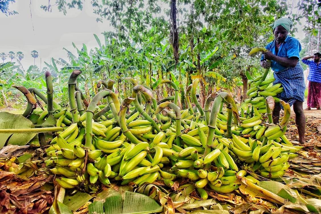 அறுவடை செய்த வாழைக்காய்கள்