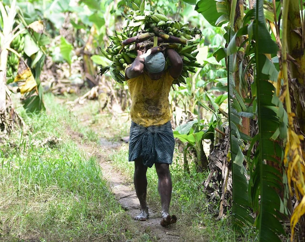 அறுவடை செய்த வாழைக்காய்களை சுமந்து செல்லும் தொழிலாளர்கள்