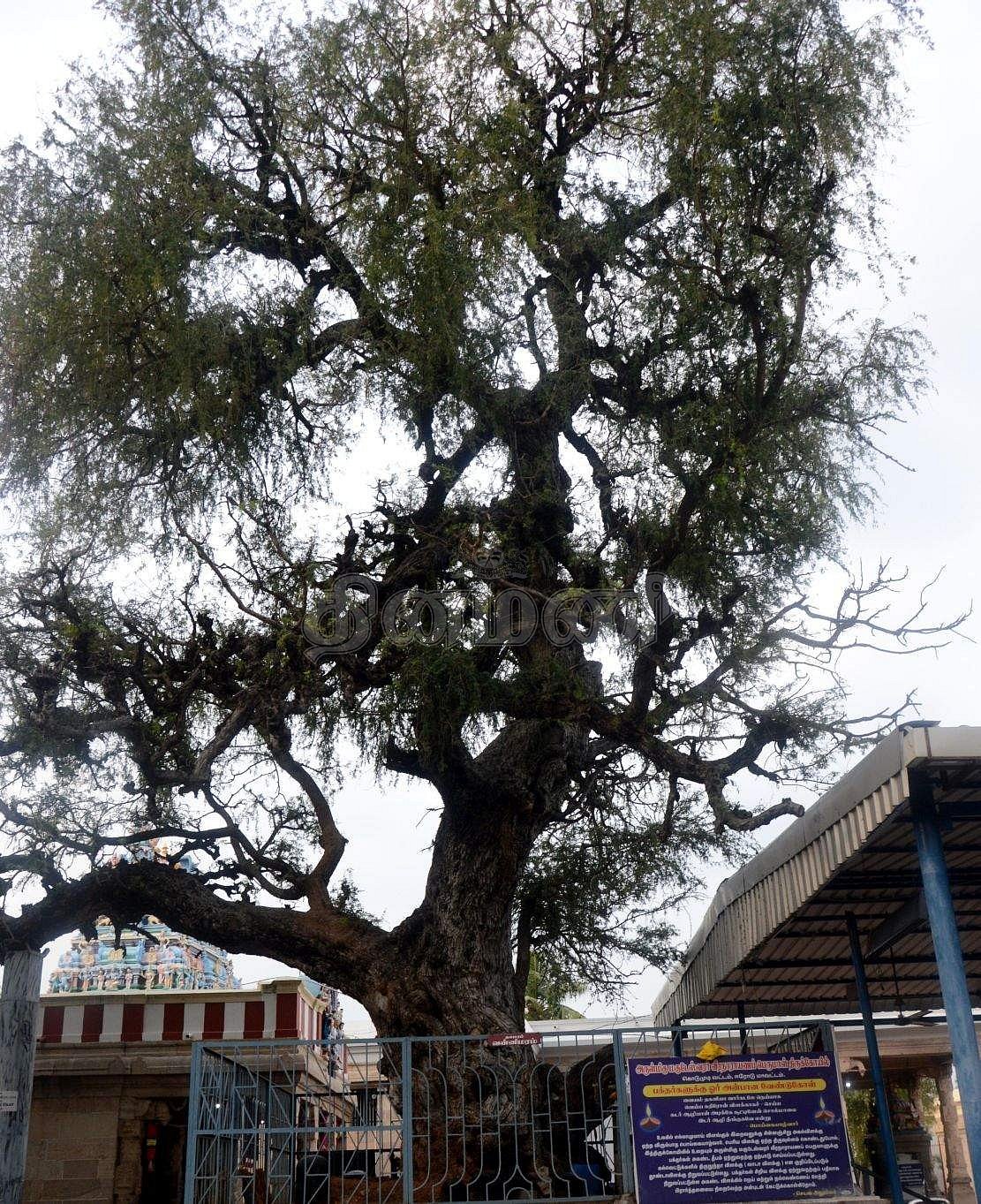 தல விருட்சமாக விளங்கும் 2000 ஆண்டுகள் பழமை வாய்ந்த வன்னி மரம்.