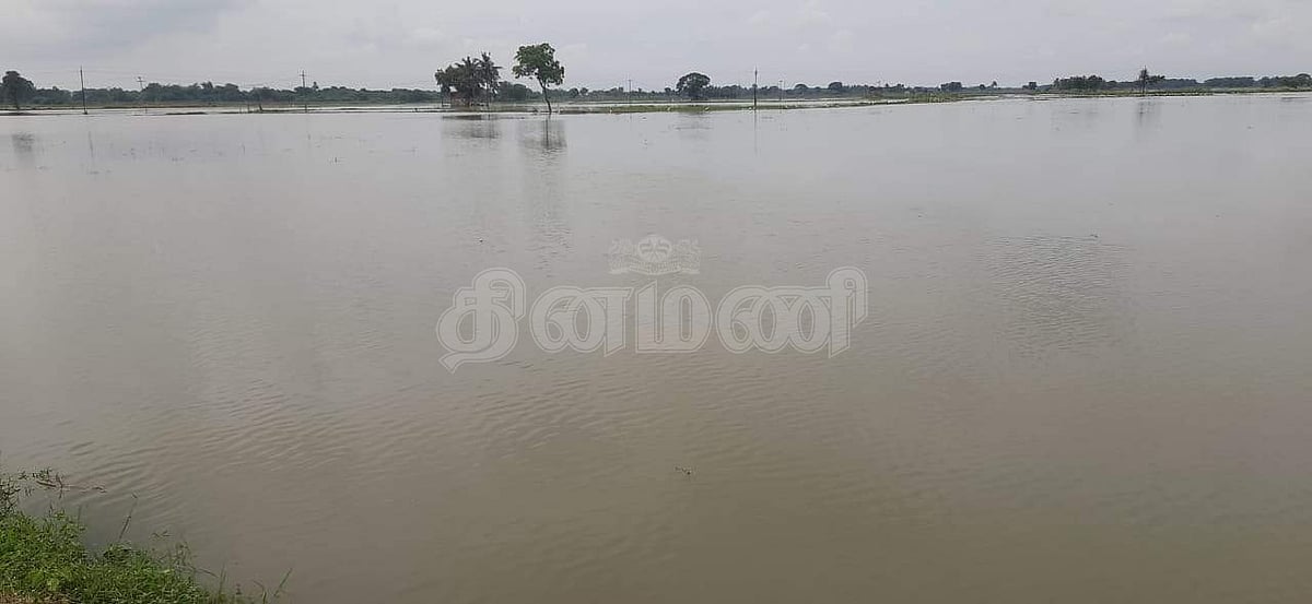 தஞ்சாவூர் அருகே ஐம்பது மேல் நகரம் கிராமத்தில் நீரில் மூழ்கிய நெற் பயிர்கள்.