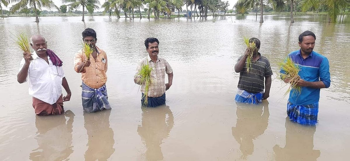 தஞ்சாவூர் அருகே ஐம்பது மேல் நகரம் கிராமத்தில் நீரில் மூழ்கிய நெற் பயிர்கள்.