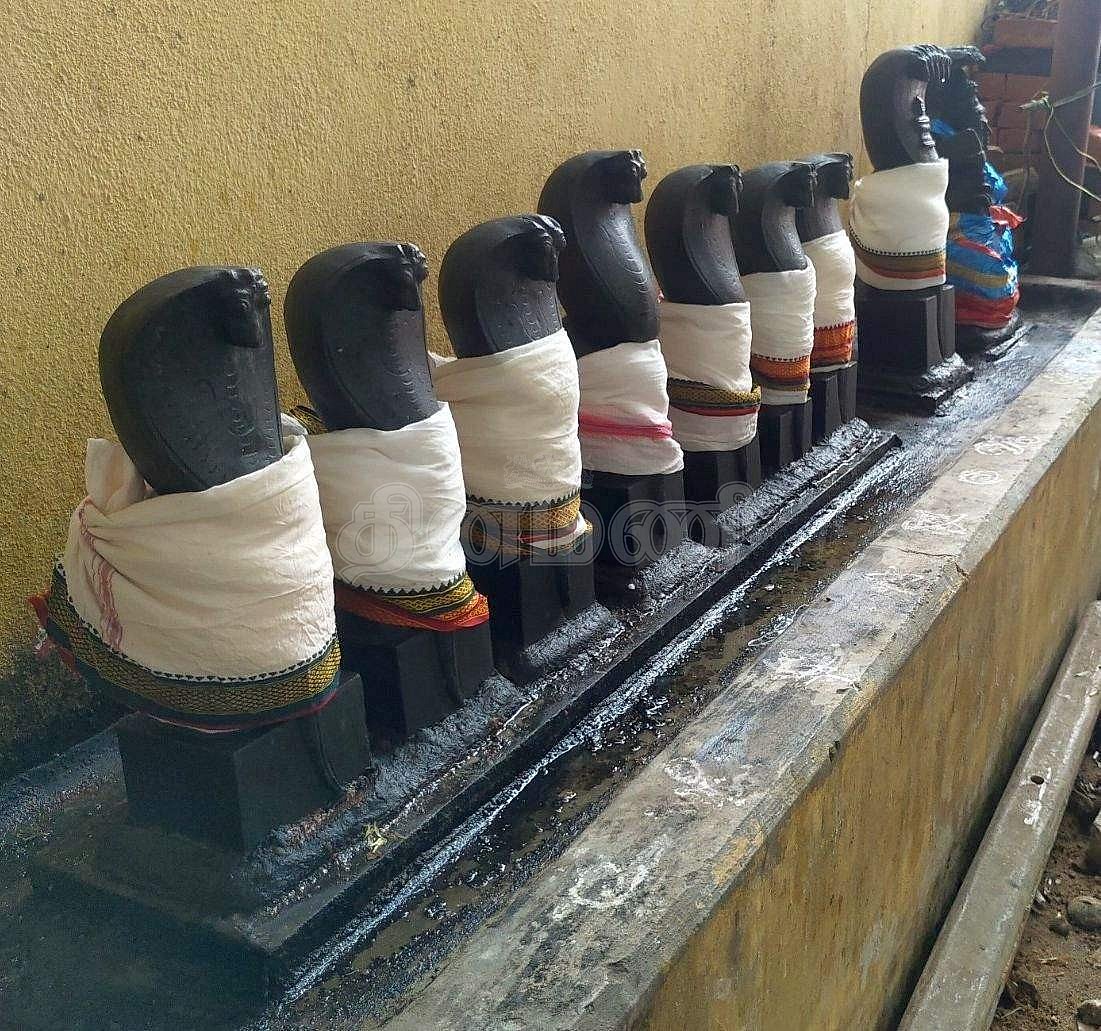 திருக்கோயிலில் அமைந்துள்ள நாகர், நாகராணி, நாககன்னிகள்.