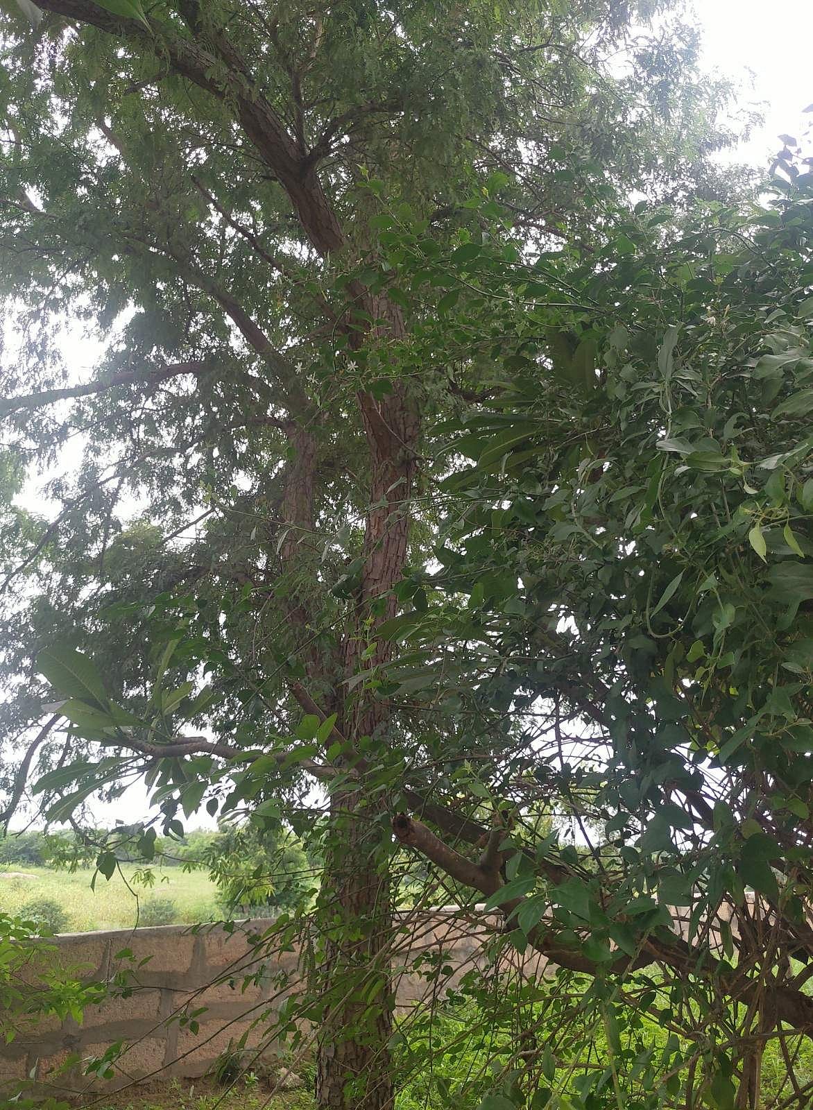 கோயிலின் தல விருட்சமான வில்வமரம்