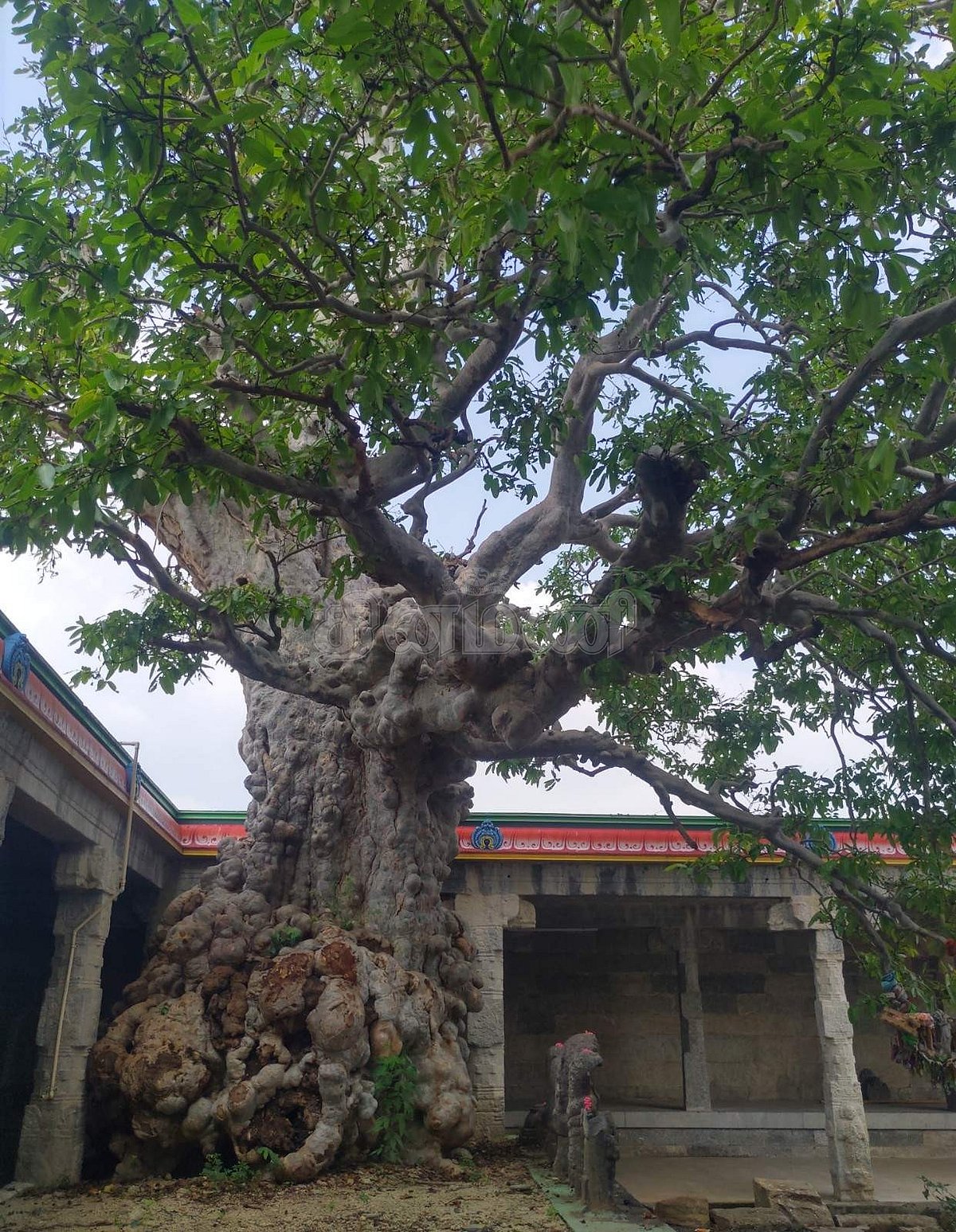 கோயிலின் தல விருட்சமான மருதமரம் 