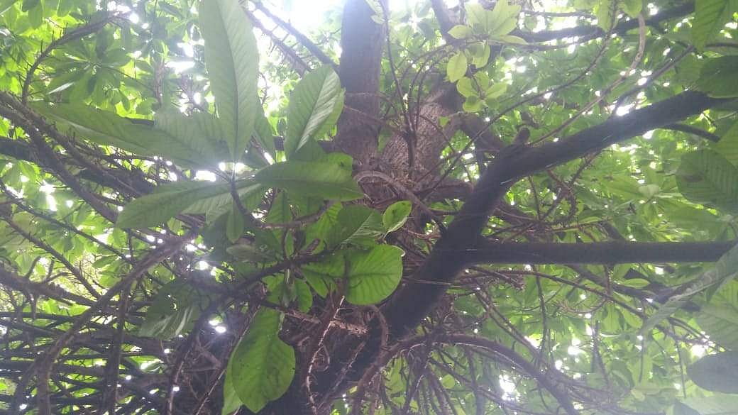 திருக்கோயில் தலவிருட்சம் வில்வமரம்