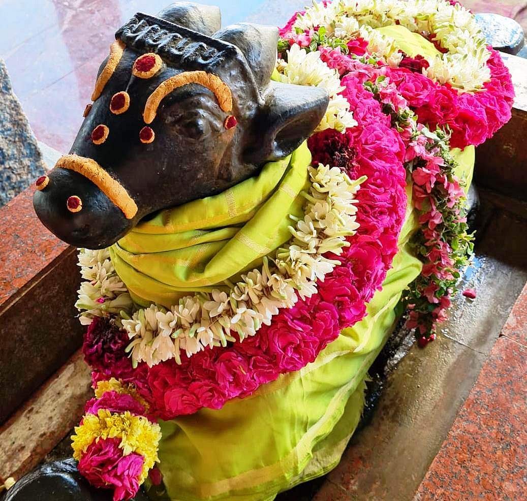 அருள்மிகு சோமேஸ்வரர் கோயில் வளாகத்தில் உள்ள நந்தி பகவானுக்கு திங்கள்கிழமை மாலை செய்யப்பட்டிருந்த சிறப்பு அலங்காரம்.