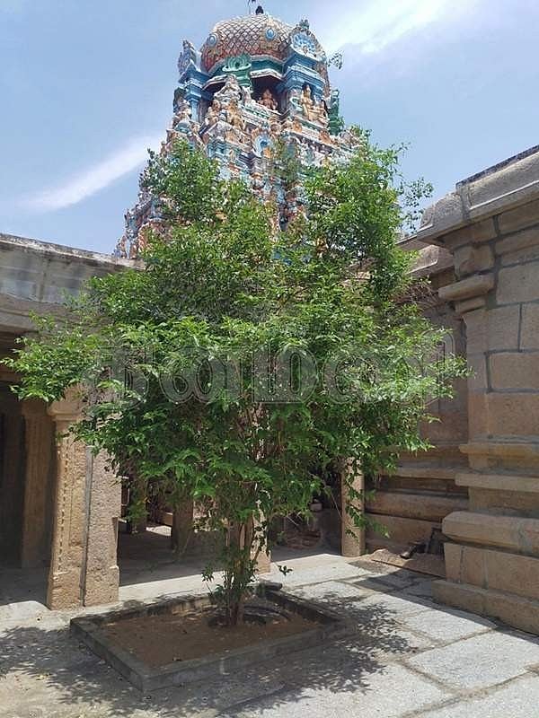 மகாவிஷ்ணுக்கு உகந்த பவளமல்லி