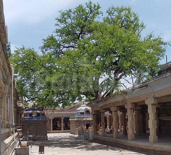 கோயிலின் தலவிருட்சமான மகா வில்வம்